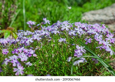 Phlox Subulate Purple Flowers, Groundcover Plants In The Garden, Close Up