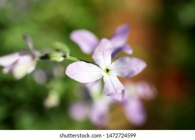 Phlox Variety, Night Violet, Selective Focus