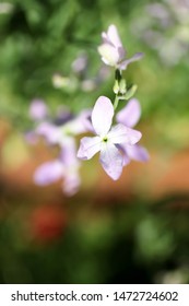 Phlox Variety, Night Violet, Selective Focus