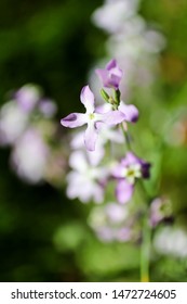 Phlox Variety, Night Violet, Selective Focus