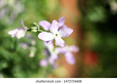 Phlox Variety, Night Violet, Selective Focus