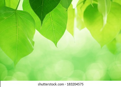 Peepal Leaves Wallpaper Images, Stock Photos & Vectors | Shutterstock