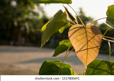 Pho Leaves In The Evening.