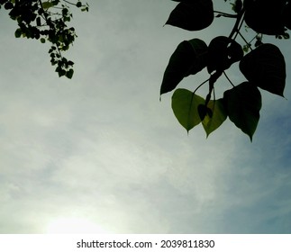 Pho Leaves Photo From The Bottom Up View With The Cloudy Blue Sky In Background.