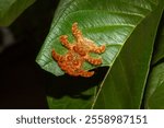 Phobetron hipparchia - monkey slug - strange animal found in central and south america. In Brazil it is known as the spider grub