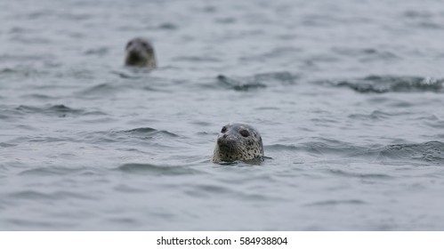 Phoca largha (Larga Seal, Spotted Seal) surface pictures