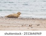 Phoca vitulina - Harbor Seal - on the beach and in the sea on the island of Dune in Germany. Wild foto