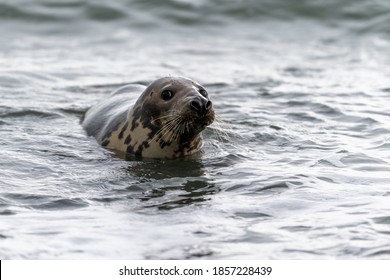 Phoca vitulina - Harbor Seal - on the beach and in the sea on the island of Dune in Germany. Wild foto.