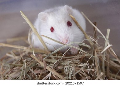 Phodopus Campbelli Or Russian Dwarf Campbell Is A Mammal Of The Rodent Order, Family Cricetinae. This Species Is Really Small, Hardly More Than 10 Centimeters