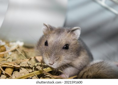 Phodopus Campbelli Or Russian Dwarf Campbell Is A Mammal Of The Rodent Order, Family Cricetinae. This Species Is Really Small, Hardly More Than 10 Centimeters