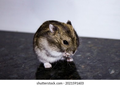 Phodopus Campbelli Or Russian Dwarf Campbell Is A Mammal Of The Rodent Order, Family Cricetinae. This Species Is Really Small, Hardly More Than 10 Centimeters