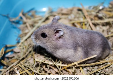 Phodopus Campbelli Or Russian Dwarf Campbell Is A Mammal Of The Rodent Order, Family Cricetinae. This Species Is Really Small, Hardly More Than 10 Centimeters