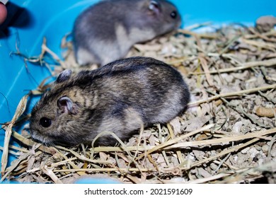 Phodopus Campbelli Or Russian Dwarf Campbell Is A Mammal Of The Rodent Order, Family Cricetinae. This Species Is Really Small, Hardly More Than 10 Centimeters