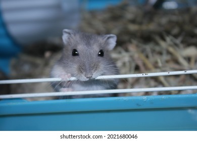 Phodopus Campbelli Or Russian Dwarf Campbell Is A Mammal Of The Rodent Order, Family Cricetinae.