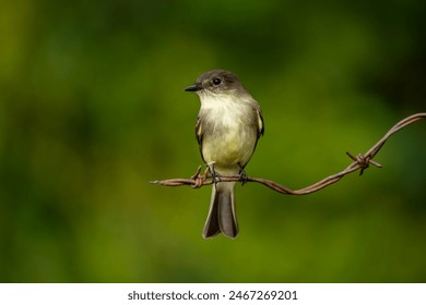 Phoebe perched on a tree branch