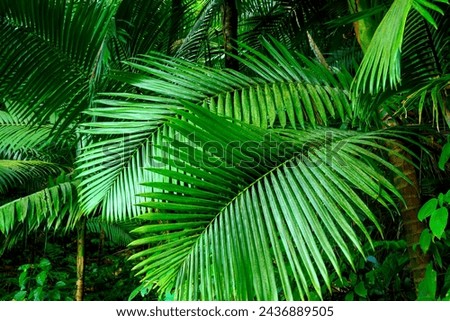 Phoenicophorium or Phoenicophorium borsigianum, the thief palm in the family Arecaceae, growing in El Yunque National Forest Tropical Rainforest in Puerto Rico, USA