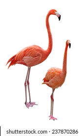 Phoenicopterus flamingo birds isolated on white background