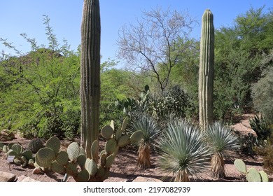 16,681 Arizona vegetation Stock Photos, Images & Photography | Shutterstock