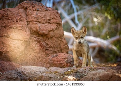 Phoenix, Arizona/USA - June 22, 2019: A six week old critically endangered Mexican Gray Wolf pup at The Arizona Center for Nature Conservation/Phoenix Zoo 