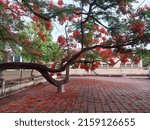 The Phoenix flowers in the university