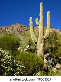Phoenix Landscape