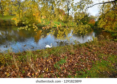 Phoenix Park Autumn Landscape In Dublin, Ireland. 