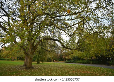 Phoenix Park Autumn Landscape In Dublin, Ireland. 