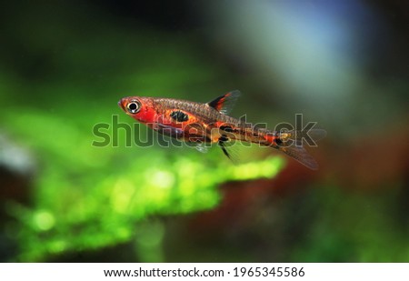  Phoenix Rasbora (Boraras merah) is a strikingly beautiful nano fish from Borneo