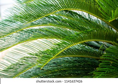 Phoenix roebelenii or pygmy date palm leaves pattern, Phoenix roebelenii is a popular ornamental plant in gardens in tropical and subtropical climate area, Such as the Middle East. - Shutterstock ID 1141637426