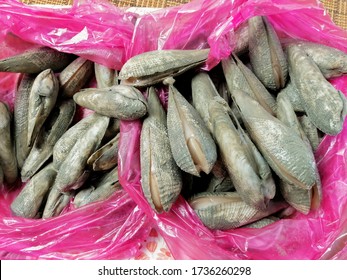 Pholadidae, Known As A Piddock Clam Shell Or Angel Wing Shell Aka Mentarang In Malay Language In A Red Plastic Bag.