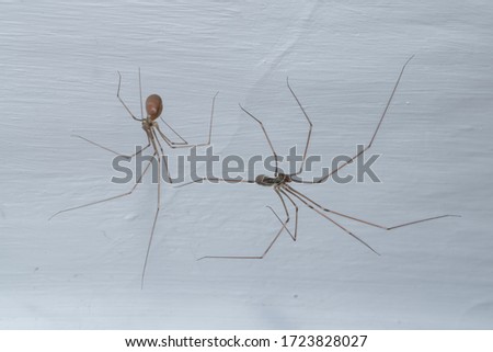 Pholcus phalangioides. Male and female long-legged spider.