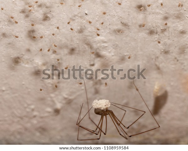 Pholcus Phalangioides Spiderfly Spiders On Ceiling Stock Photo