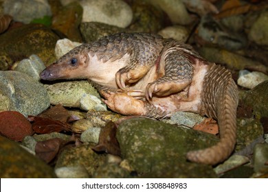 Pholidota Indian Pangolin Thailand