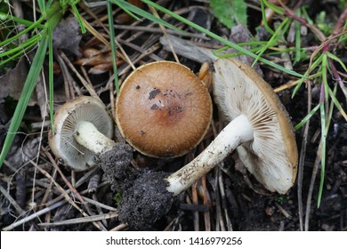 Pholiota Highlandensis, Known As The Bonfire Scalycap, A Pioneer Species Of Burned Ground