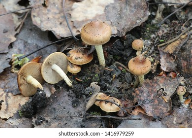 Pholiota Highlandensis, Known As The Bonfire Scalycap, A Pioneer Species Of Burned Ground