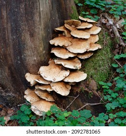 Pholiota squarrosa mushrooms on a tree trunk