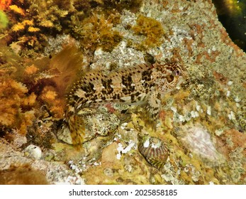 Shanny, Lipophrys Pholis. Taken South Hams, England.