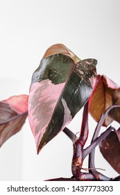 Pholodendron Pink Princess leaves on a white background, creative tropical plant concept, Philodendron Erubescens or Pink Princess