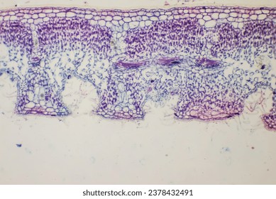 Phomicrograph of  Nerium indicum leaf crossection
