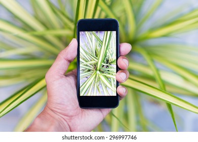 Phone camera with green leaf