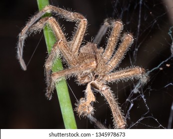 Phoneutria Eickstedtae Ctenidae Stock Photo (edit Now) 1345978673