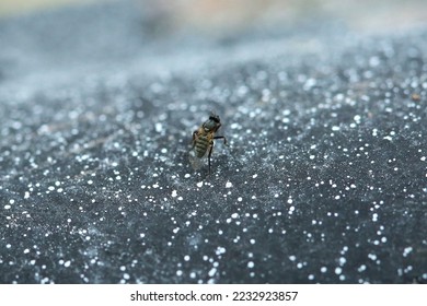 Phora occidentata, a scuttle fly. - Shutterstock ID 2232923857