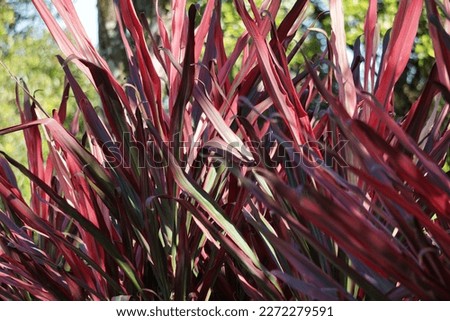 Phormium Guardsman (Also called New Zealand Flax, Hemp, Flax Lily) plant. It can grow to at least 6 feet tall. The leaf-fans are narrow, the leaves quite straight and rigid