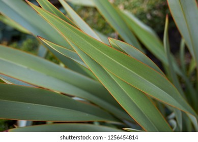 Phormium Tenax Leaves