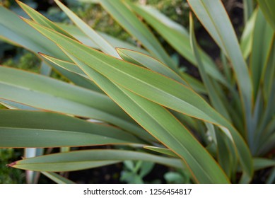 Phormium Tenax Leaves