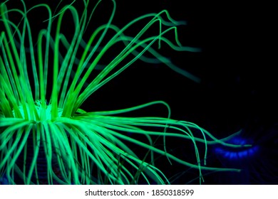 Phosphoric Bio Fluorescent  Green Coral Sea Anemone In Dark Blue Sea Water.