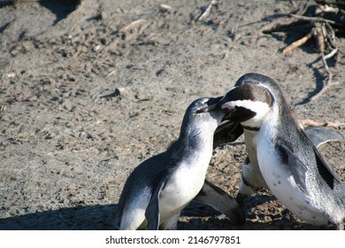 Phot of Penguins Cape town south africa