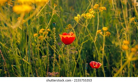 Phot of poppy flowers in the forest