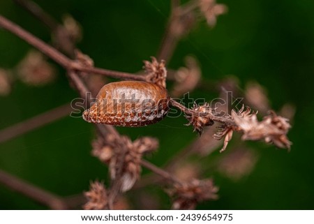 Photinaid Mantis Eggcase of the Family Photinaidae