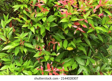 Photinia × Fraseri, Known As Red Tip Photinia And Christmas Berry, Is A Nothospecies In The Rose Family, Rosaceae. Focus Selective